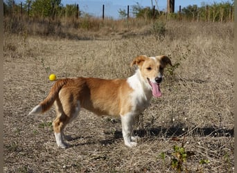 Kleine Maya wünscht sich ein Zuhause
