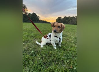 Nika, der kleine Wirbelwind