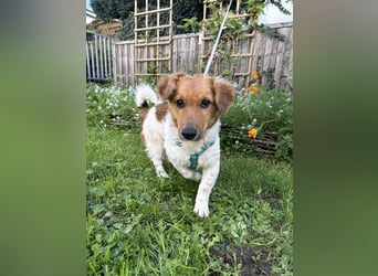 Nika, der kleine Wirbelwind