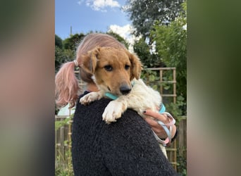 Nika, der kleine Wirbelwind