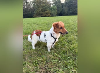 Nika, der kleine Wirbelwind
