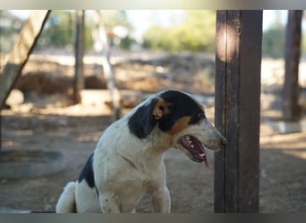 Ada