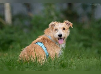 Toller Garik sucht liebevolles Zuhause