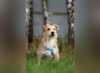 Toller Garik sucht liebevolles Zuhause