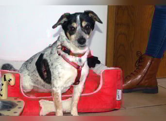 Ty - fit, lebensfroh, mit allen verträglich - Tierhilfe Franken e.V.