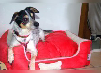 Ty - fit, lebensfroh, mit allen verträglich - Tierhilfe Franken e.V.