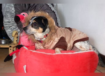 Ty - fit, lebensfroh, mit allen verträglich - Tierhilfe Franken e.V.