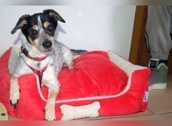 Ty - fit, lebensfroh, mit allen verträglich - Tierhilfe Franken e.V.