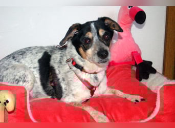 Ty - fit, lebensfroh, mit allen verträglich - Tierhilfe Franken e.V.