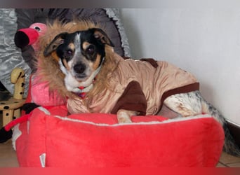 Ty - fit, lebensfroh, mit allen verträglich - Tierhilfe Franken e.V.