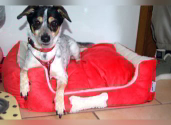 Ty - fit, lebensfroh, mit allen verträglich - Tierhilfe Franken e.V.