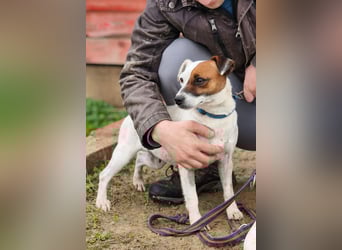 Trixie - Intelligente, aktive Jack-Russell-Mix-Hündin sucht engagiertes Zuhause
