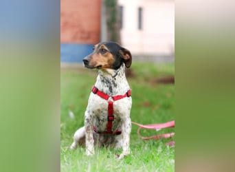 Lisa - freundliche Jack-Russell-Mix-Hündin sucht liebevolles Zuhause