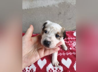 Findus - fröhlicher kleiner Entdecker sucht seine Familie