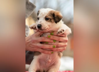 Findus - fröhlicher kleiner Entdecker sucht seine Familie