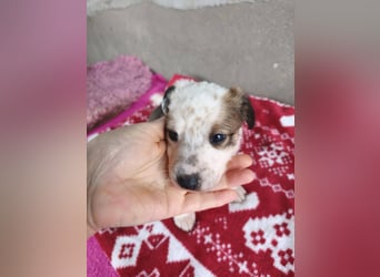 Findus - fröhlicher kleiner Entdecker sucht seine Familie