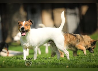 Bubi, menschenbezogener Jack Russell Terrier