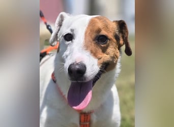 Mango, kleiner Jack Russel Mischling