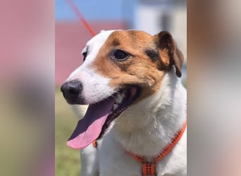 Mango, kleiner Jack Russel Mischling