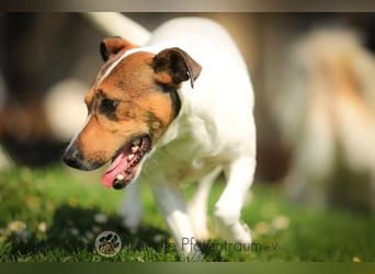 Bubi, menschenbezogener Jack Russell Terrier
