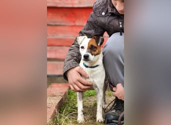 Trixie - Intelligente, aktive Jack-Russell-Mix-Hündin sucht engagiertes Zuhause