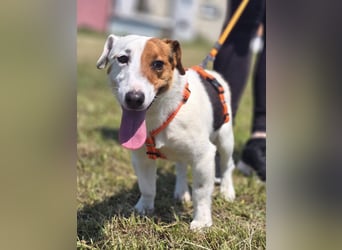 Mango, kleiner Jack Russel Mischling