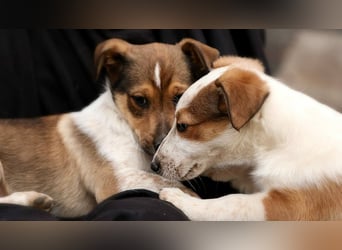 Findus - fröhlicher kleiner Entdecker sucht seine Familie