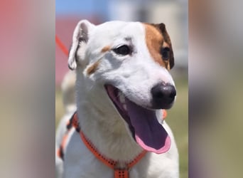 Mango, kleiner Jack Russel Mischling