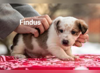 Findus - fröhlicher kleiner Entdecker sucht seine Familie