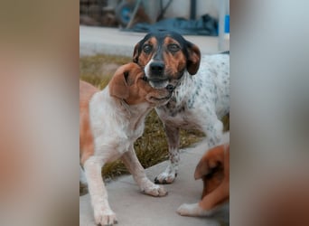 Lisa - freundliche Jack-Russell-Mix-Hündin sucht liebevolles Zuhause