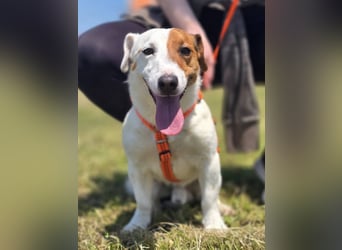 Mango, kleiner Jack Russel Mischling