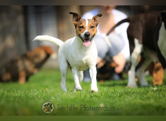 Bubi, menschenbezogener Jack Russell Terrier