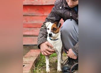 Trixie - Intelligente, aktive Jack-Russell-Mix-Hündin sucht engagiertes Zuhause