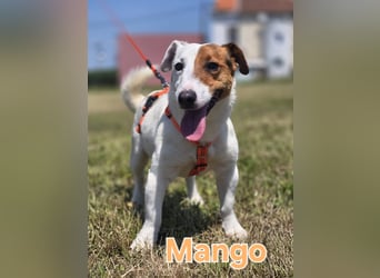 Mango, kleiner Jack Russel Mischling