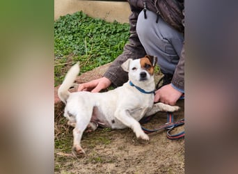 Trixie - Intelligente, aktive Jack-Russell-Mix-Hündin sucht engagiertes Zuhause