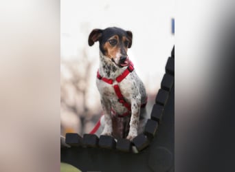 Lisa - freundliche Jack-Russell-Mix-Hündin sucht liebevolles Zuhause