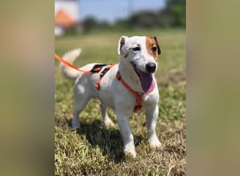 Mango, kleiner Jack Russel Mischling