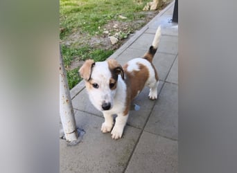 Findus - fröhlicher kleiner Entdecker sucht seine Familie