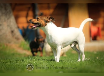 Bubi, menschenbezogener Jack Russell Terrier