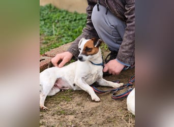 Trixie - Intelligente, aktive Jack-Russell-Mix-Hündin sucht engagiertes Zuhause