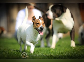 Bubi, menschenbezogener Jack Russell Terrier