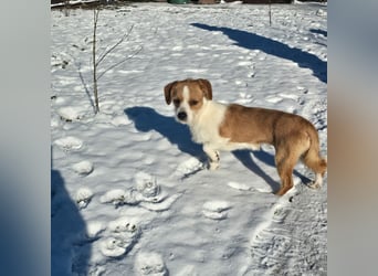 Minnie - einfach ausgesetzt