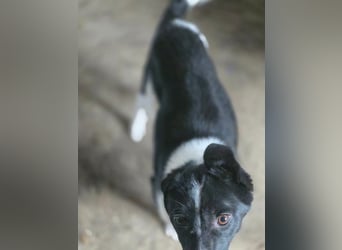 Abby - einfach weggeworfen