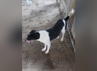 Abby - einfach weggeworfen