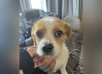 Minnie - einfach ausgesetzt