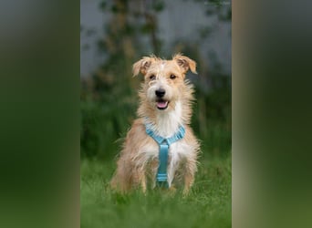 Toller Garik sucht liebevolles Zuhause