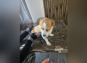 Minnie - einfach ausgesetzt