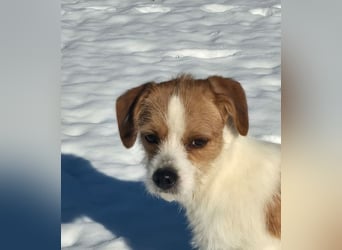 Minnie - einfach ausgesetzt