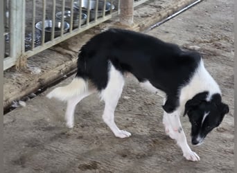 Abby - einfach weggeworfen