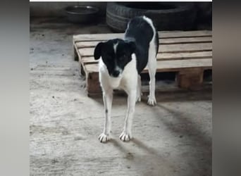 Abby - einfach weggeworfen